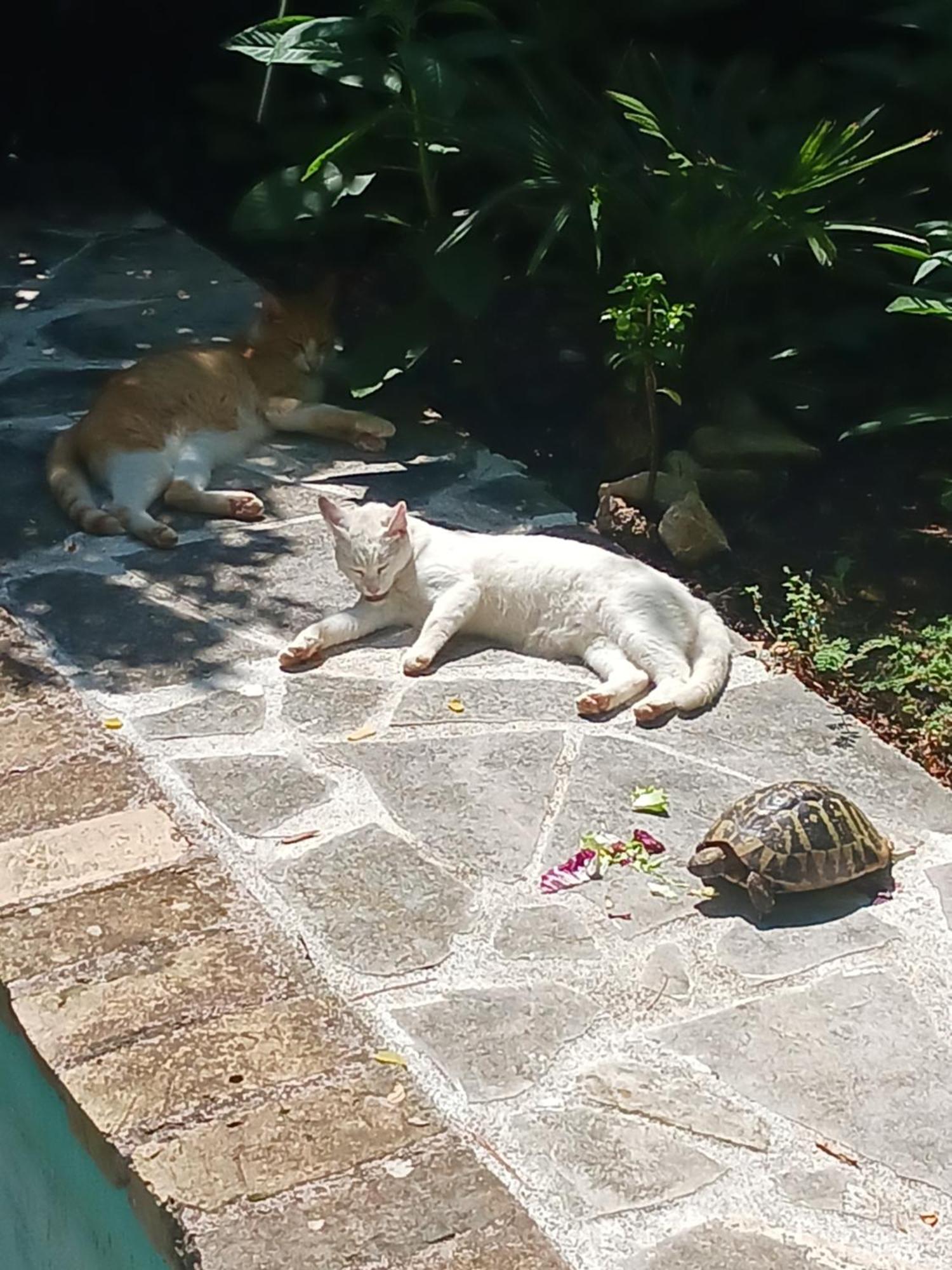 Villa Valkane Pet Friendly 150M From The Stunning Valkane Beach, City Indoor Pools-Fitness And City Mall プーラ エクステリア 写真